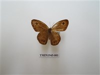 藏品(達邦波眼蝶)的圖片